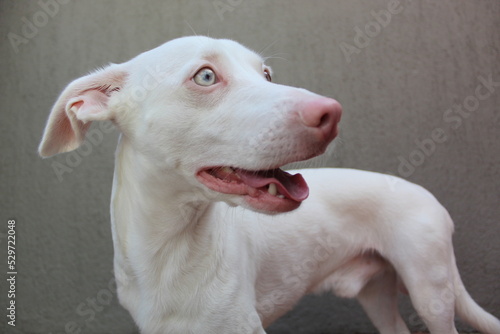 Perro Albino