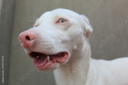 Perro Albino