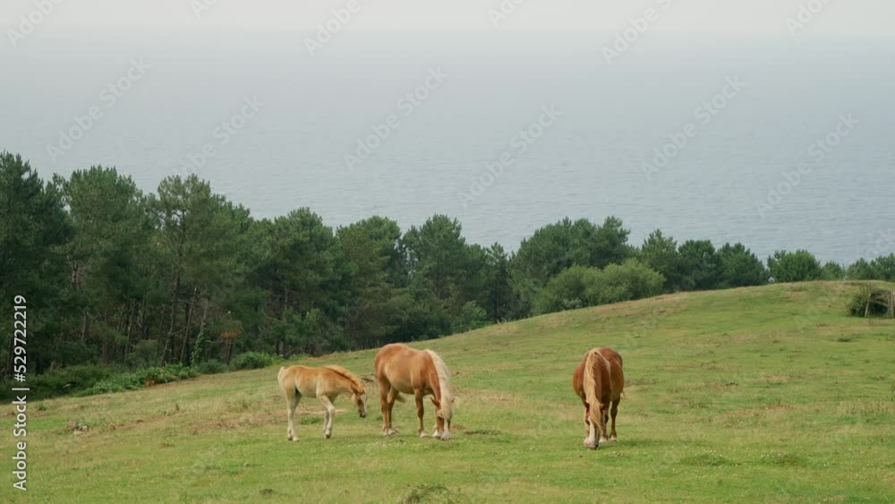 Brown horses graze on grassland near lush trees against sea Brown horses graze on grassland near lush trees against sea