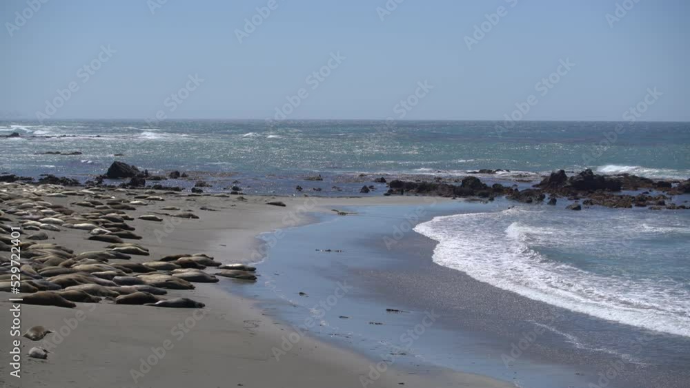 Big Sur Elephant Seals Ocean Wide California USA