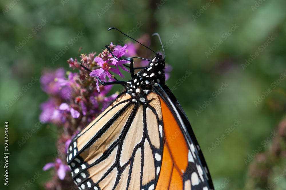 Fototapeta premium Danaus plexippus on Lythrum (green bokeh background)