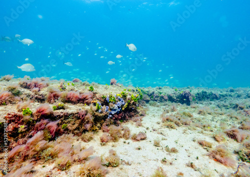 underwater view of coral reef with school of fish