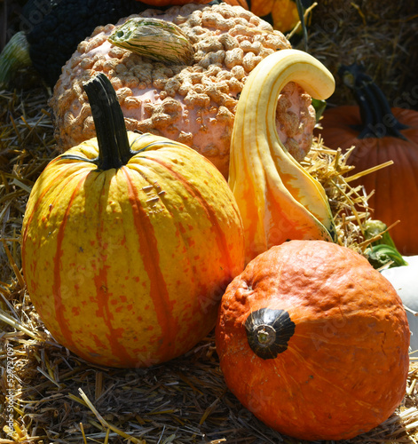 Pumpkins and guards for Halloween or Thanksgiving