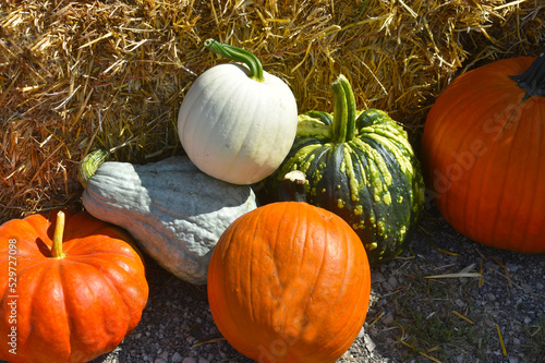 Pumpkins and Gourds in front of a haystack