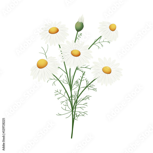 Rumianek. Kompozycja botaniczna złożona z kwiatów, pąków i liści rumianku.