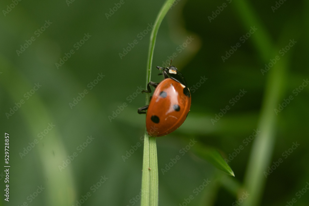 ladybug on grass, close up photography ladybug on grass, close up photography