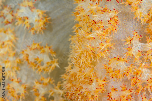 Close up of tropical soft coral