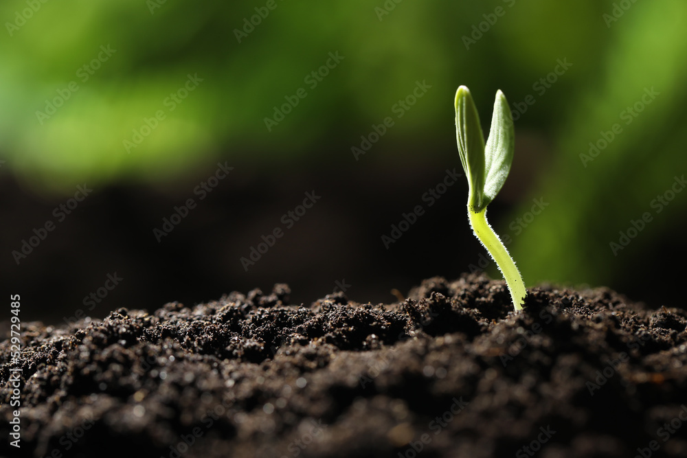 Little green seedling growing in soil, closeup. Space for text Little green seedling growing in soil, closeup. Space for text