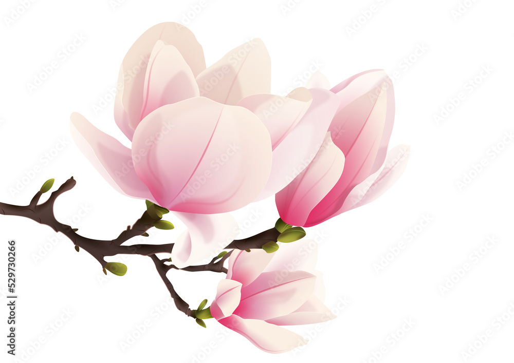 Rozkwitająca magnolia. Ręcznie rysowane kwiaty w kolorze bladego różu z gałązką i pąkami. - obrazy, fototapety, plakaty 