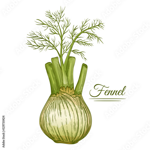 Fennel spice bulb with stem. Foeniculum vulgare herb root with green leaves vintage sketch. Botanical medical plant. Herbal culinary seasoning. Healthy organic vegetable food ingredient vector drawing