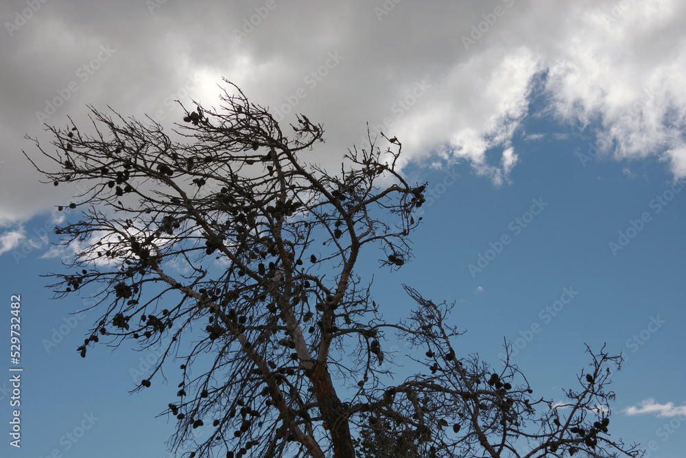 Fototapeta premium Gray dry dead pine tree under blue sky with some clouds