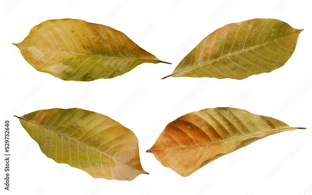 dry leaf or dead leaf isolated on white background