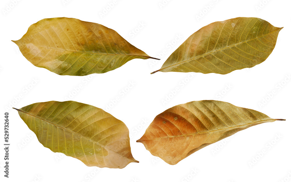 dry leaf or dead leaf isolated on white background dry leaf or dead leaf isolated on white background
