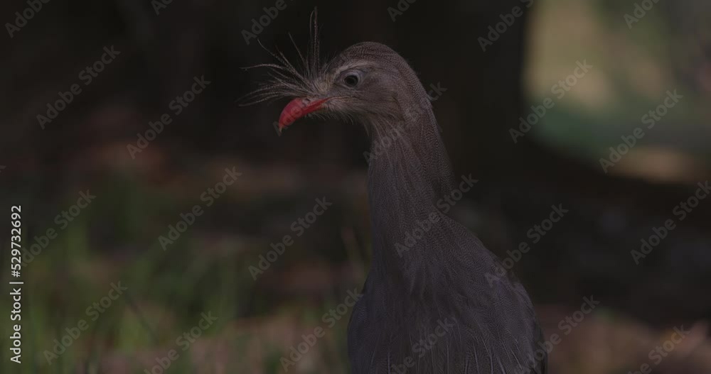 Seriema bird - red legged seriema - side profile - close up on face - natural habitat Seriema bird - red legged seriema - side profile - close up on face - natural habitat