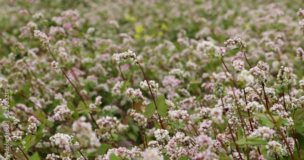 Agricultural field with blooming buckwheat in cloudy weather, cultivation of buckwheat for food production in Eastern Europe
