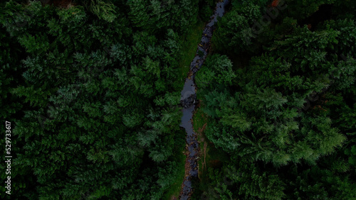 Fototapeta Naklejka Na Ścianę i Meble -  Flying over a fir forest - pine trees from above - drone photography