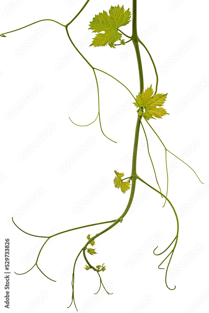 Vine branch with tendrils and young leaves, fresh young vine leaves, isolated on white background - obrazy, fototapety, plakaty 