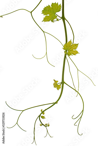 Vine branch with tendrils and young leaves, fresh young vine leaves, isolated on white background