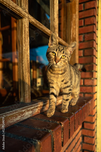 cute stray cat standing in front of a brick walled window