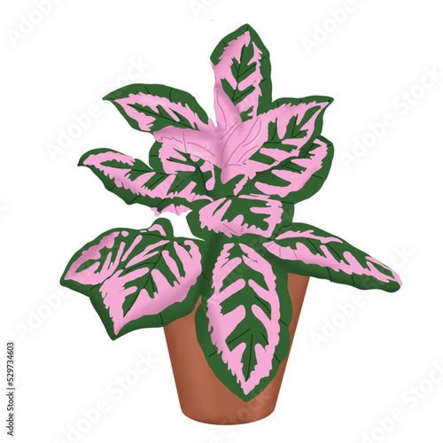 aglonema pink lady trasnparant PNG photo