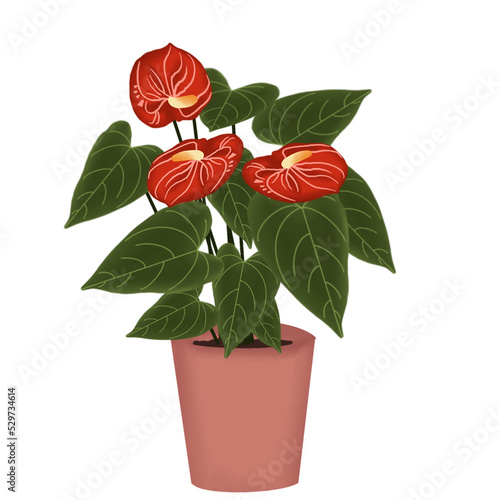 anthurium trasnparant PNG photo