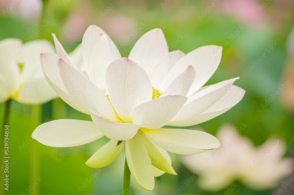 ピンクの蓮の花 ピンクの蓮の花
