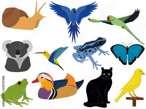 Collection of different animals  birds  insects and amphibians for compositions and collages