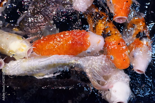 Many white and orange koi fish are swimming together until the water surface ripples.