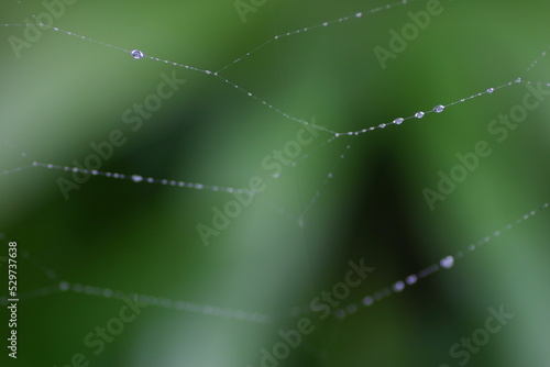 蜘蛛の巣についた水滴 背景素材