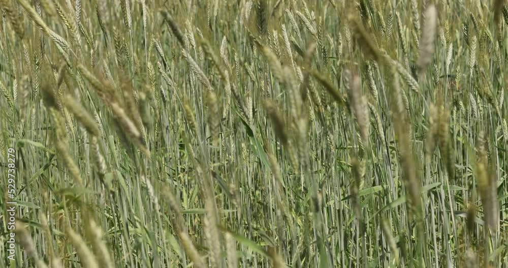 Agricultural wheat field with unripe wheat swaying in the wind , the summer season on the fields with ripening grain wheat Agricultural wheat field with unripe wheat swaying in the wind , the summer season on the fields with ripening grain wheat