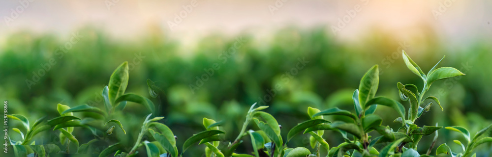 Banner Green tea tree leaves field young tender bud herbal Green tea tree in camellia sinensis organic farm. Panorama Fresh Tree tea leaf plant green nature in herbal farm background with Copy Space Banner Green tea tree leaves field young tender bud herbal Green tea tree in camellia sinensis organic farm. Panorama Fresh Tree tea leaf plant green nature in herbal farm background with Copy Space