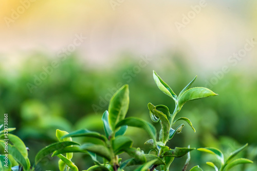Green tea tree leaves field plant in camellia sinensis organic farm. Close up Tree tea plantations mountain green nature background in morning. Fresh young tender bud herbal Green tea tree in farm