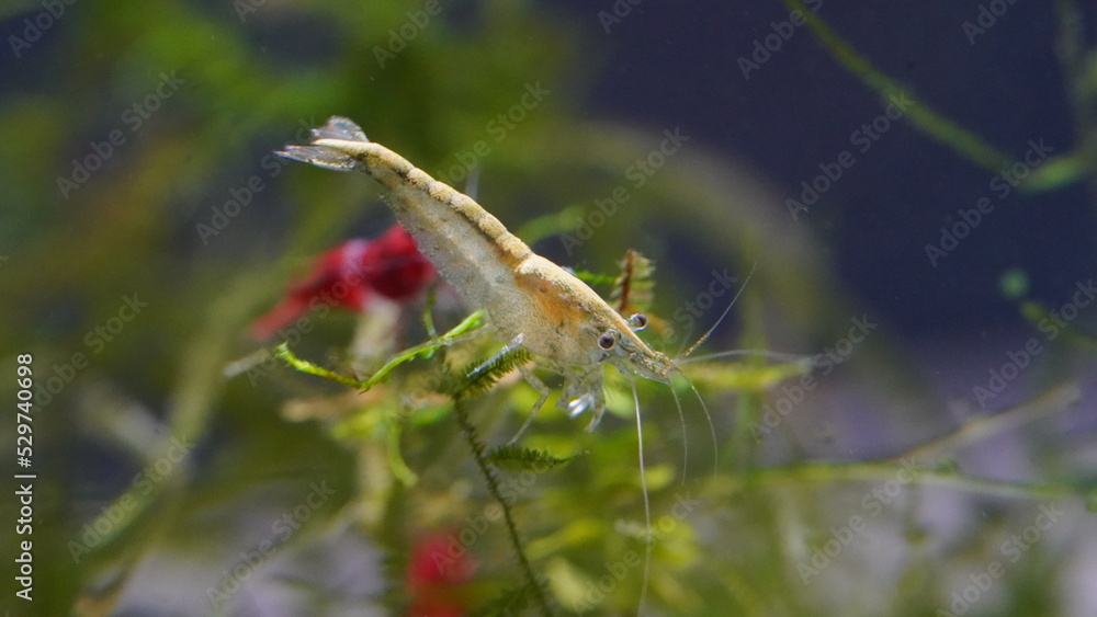 Neocaridina davidi var. “Ultra Gold” Neocaridina davidi var. “Ultra Gold”