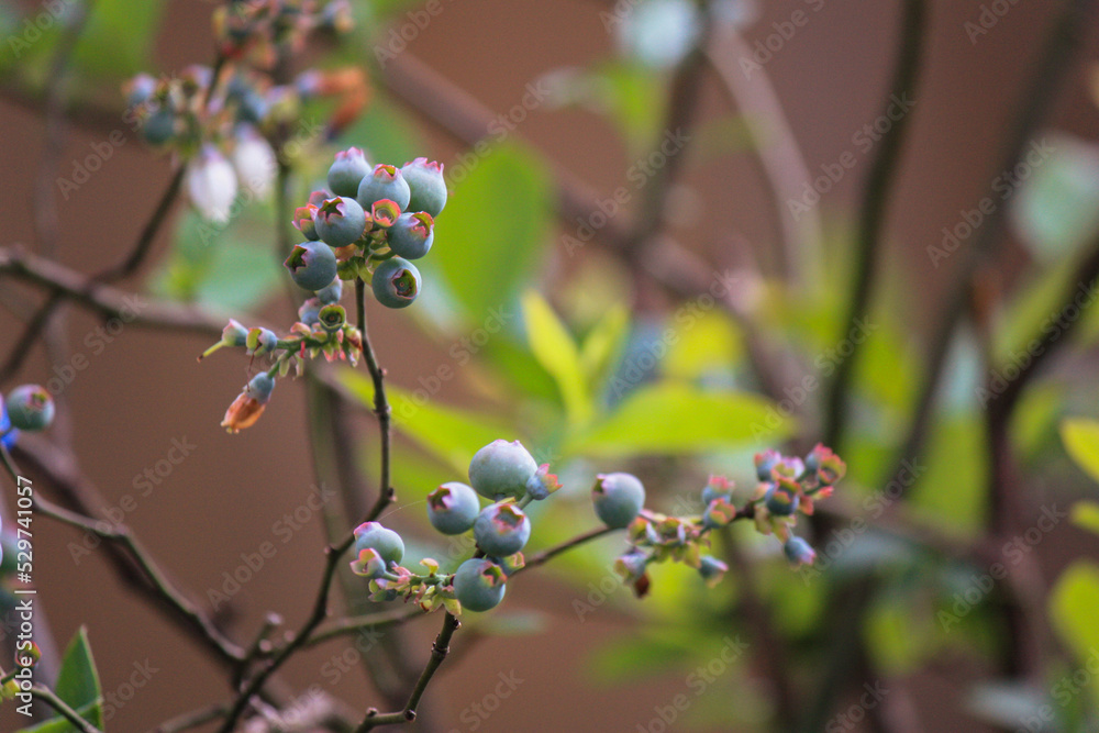Producing blueberry plant in summer - a blue bounty Producing blueberry plant in summer - a blue bounty