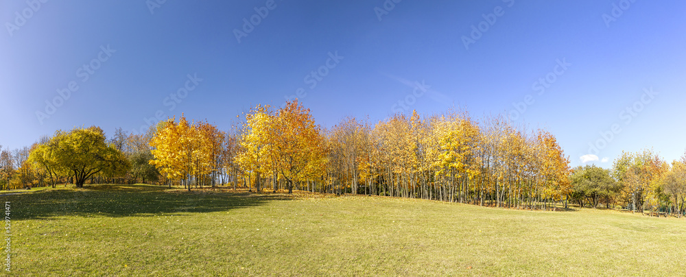 Fototapeta premium picturesque autumn landscape with yellow trees and green lawn in sunny day. panorama.
