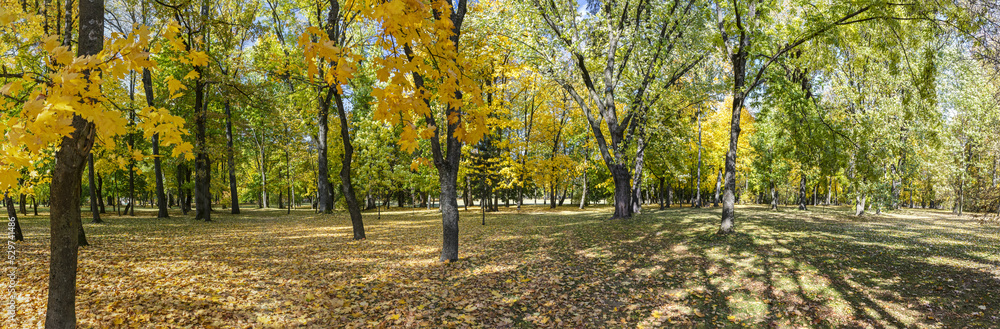 autumn park panoramic landscape with vibrant multicolored trees