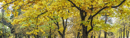 old maple tree with bright orange foliage. panoramic autumn park scenery.
