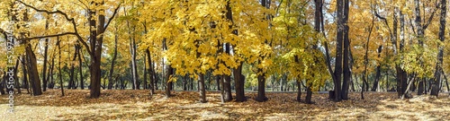 autumn panoramic landscape. colorful yellow trees in the park in sunlight.