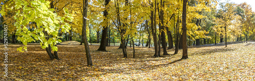 yellow autumn trees and fallen dry orange foliage on ground. autumn park panorama.