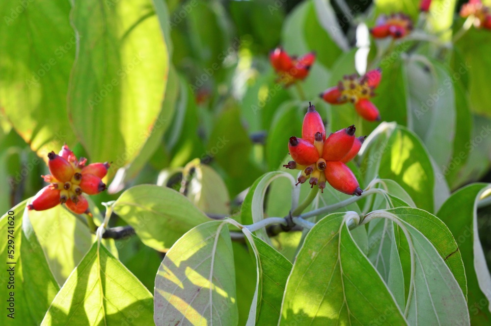 Obraz premium ハナミズキ(花水木)の実