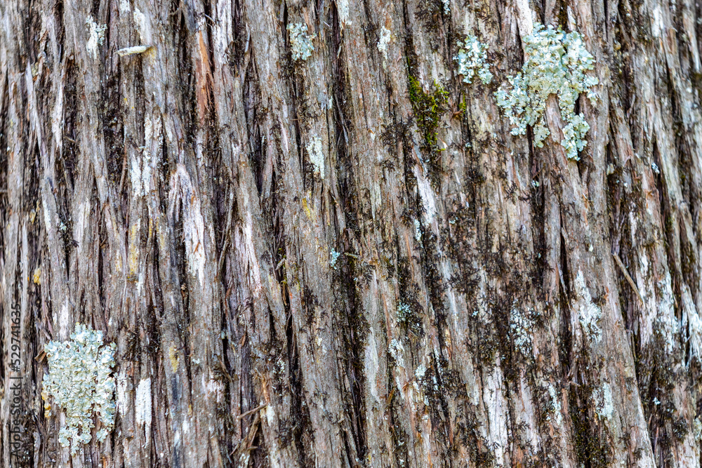 Obraz premium Cedar Tree Bark Texture