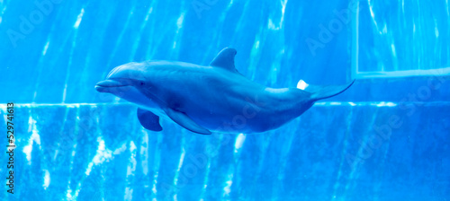 Print op canvas bottlenose dolphin Tursiops truncatus in large aquarium