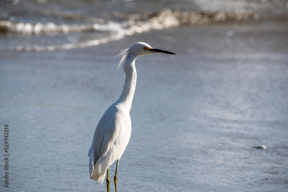 Snowy egret at the Pacific Ocean (Chile) Snowy egret at the Pacific Ocean (Chile)