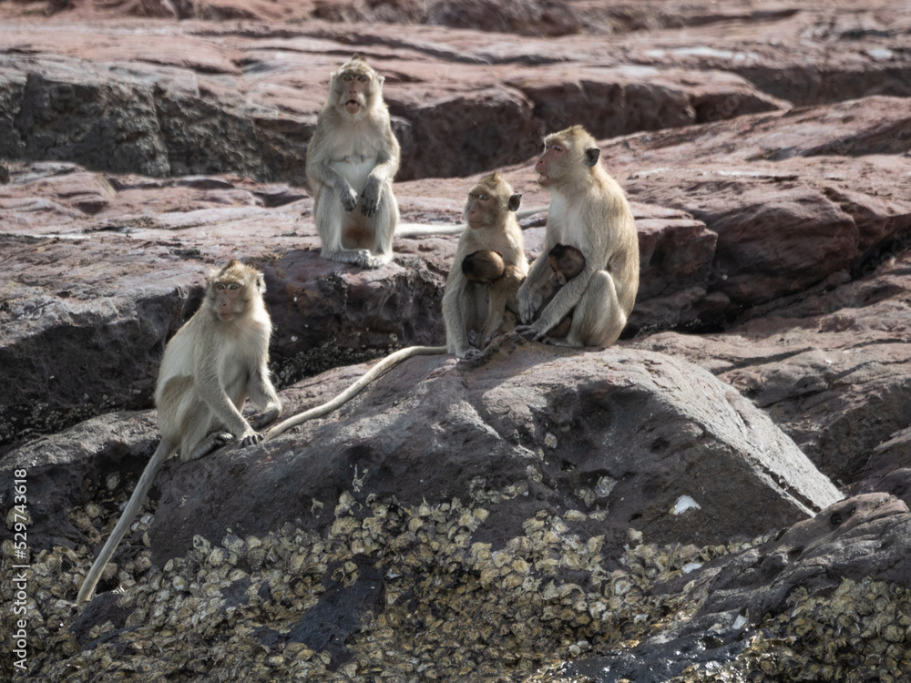 Fototapeta premium Monkeys on Ko Klet Kaeo (or Monkey Island), Pattaya, Thailand