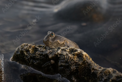 mudskipper on the rock