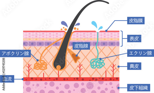 肌の断面図　説明図解