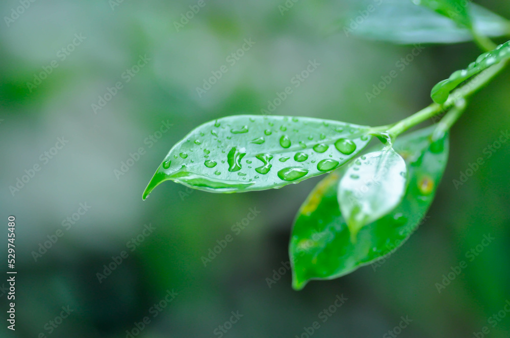 banyan tree or Ficus annulata or ficus bengalensis and rain drop banyan tree or Ficus annulata or ficus bengalensis and rain drop