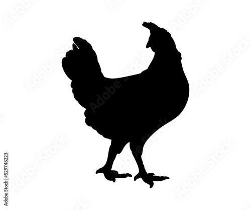 Hen or chicken silhouette isolated in white background. Free grazing hen bird in the runch. Hand drawn vector illustration