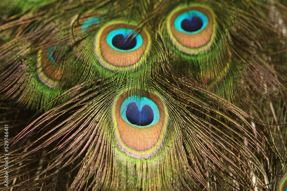 Naklejka premium peacock feather closeup