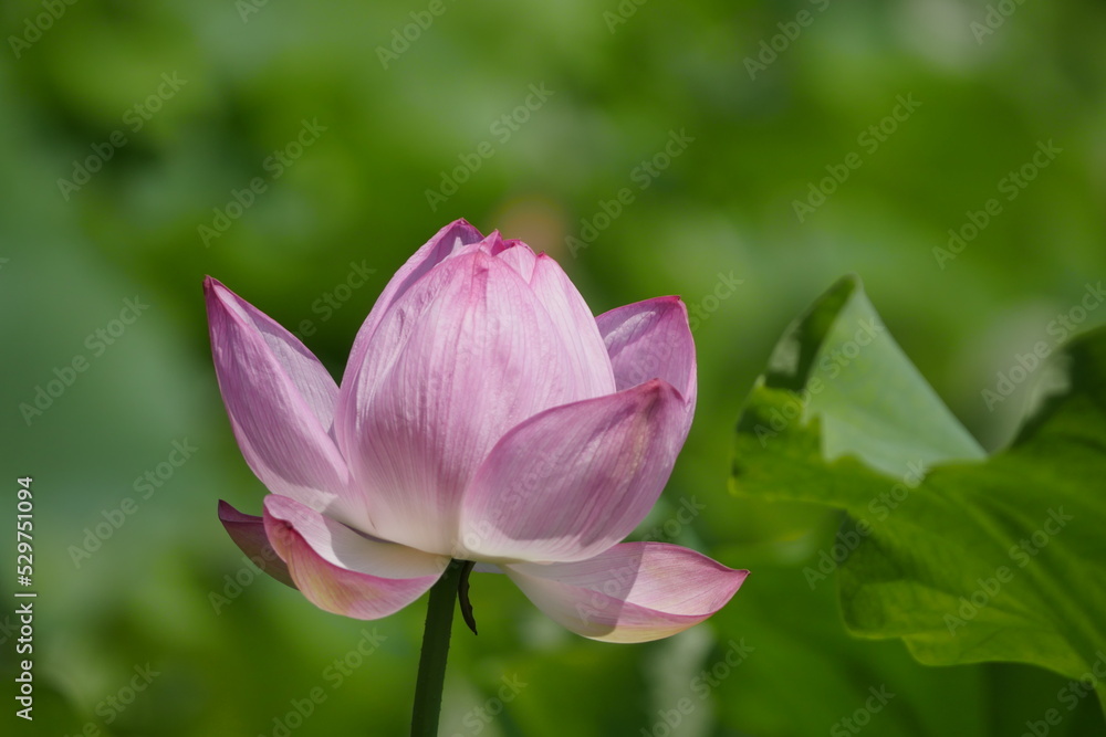 ハス 蓮 pink lotus flower